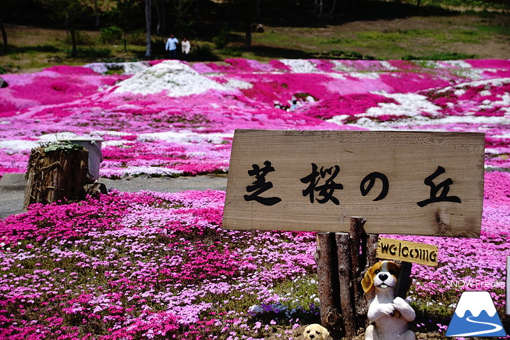 倶知安旭ヶ丘スキー場と三島さん家の芝桜の丘。
